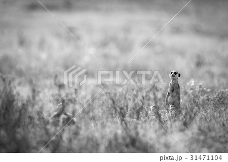 Meerkat on the lookout in black and white. Meerkat on the lookout in black and white. 31471104