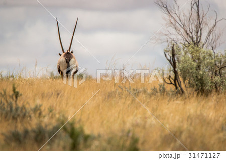 Oryx walking away from the camera. Oryx walking away from the camera. 31471127