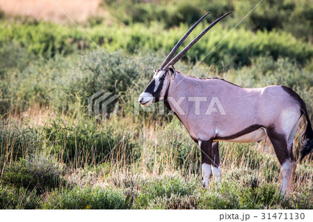 Side profile of a Gemsbok in Kgalagadi. Side profile of a Gemsbok in Kgalagadi. 31471130