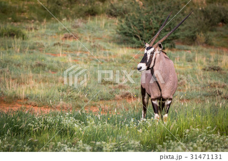 Gemsbok starring at the camera. 31471131