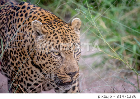 Side profile of a big male Leopard. Side profile of a big male Leopard. 31471236