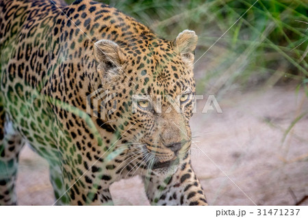 Side profile of a big male Leopard. 31471237