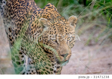 Side profile of a big male Leopard. Side profile of a big male Leopard. 31471238