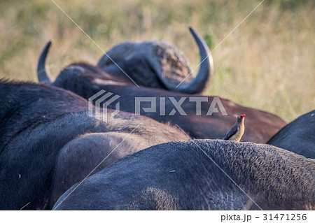 Red-billed oxpecker on the back of a Buffalo. 31471256