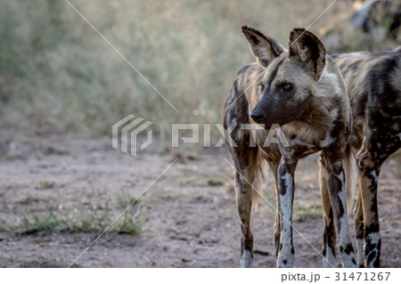 Side profile of an African wild dog. Side profile of an African wild dog. 31471267