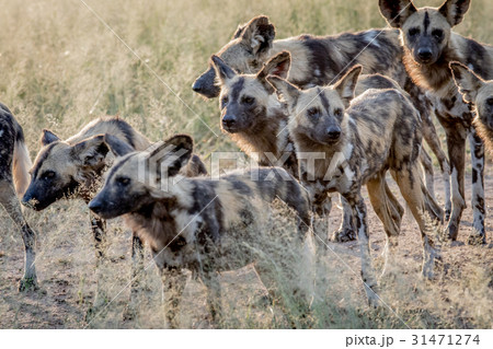 Pack of African wild dogs walking in the sand. 31471274