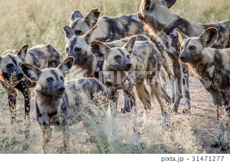 Pack of African wild dogs walking in the sand. 31471277