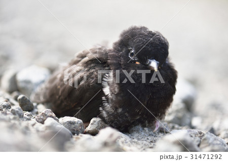 鳥のヒナ 31471292