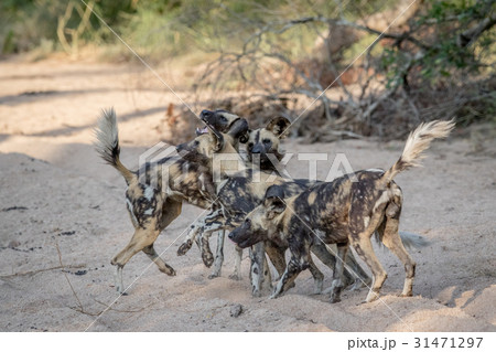 Pack of African wild dogs playing in the sand. Pack of African wild dogs playing in the sand. 31471297