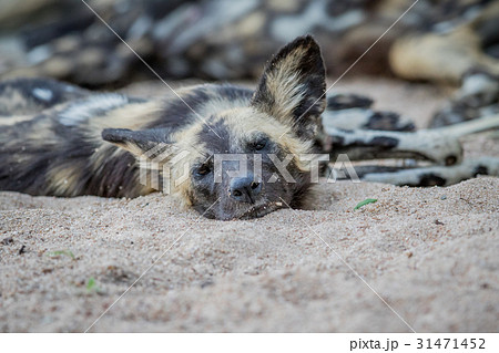 African wild dog laying and starring. 31471452