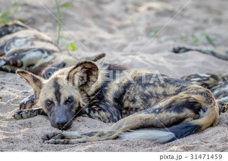 African wild dog laying in the sand. African wild dog laying in the sand. 31471459