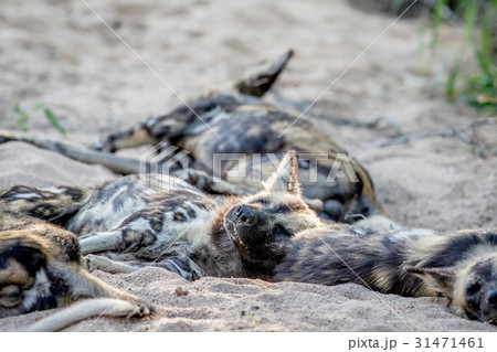African wild dog sleeping in the sand. African wild dog sleeping in the sand. 31471461