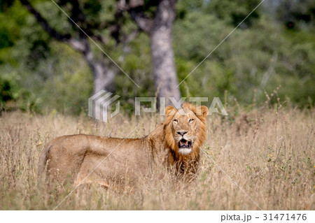 Young male Lion standing in the high grass. Young male Lion standing in the high grass. 31471476