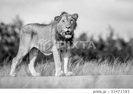 Young male Lion looking around. Young male Lion looking around. 31471583