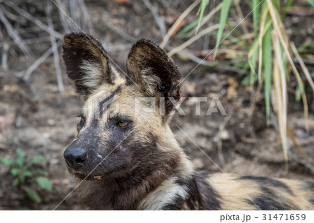 Side profile of an African wild dog. 31471659