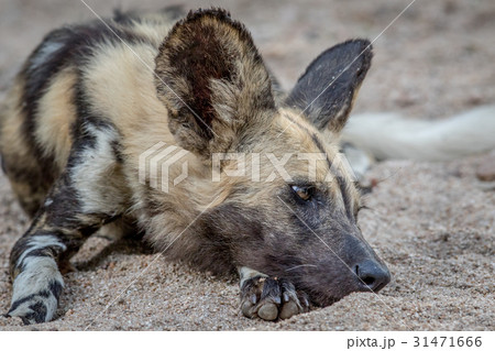 African wild dog laying in the sand. 31471666