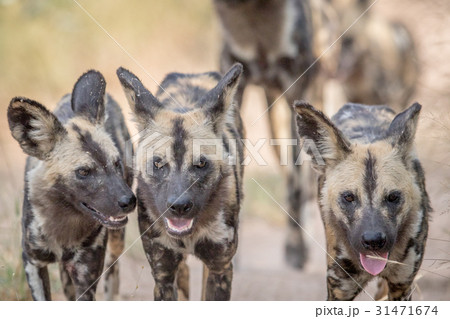 African wild dogs walking towards the camera. 31471674