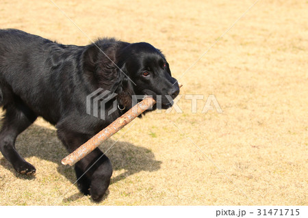 大きな子犬♪ 大きな子犬♪ 31471715