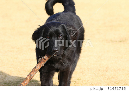 大きな子犬♪ 31471716