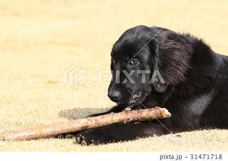 大きな子犬♪ 31471718