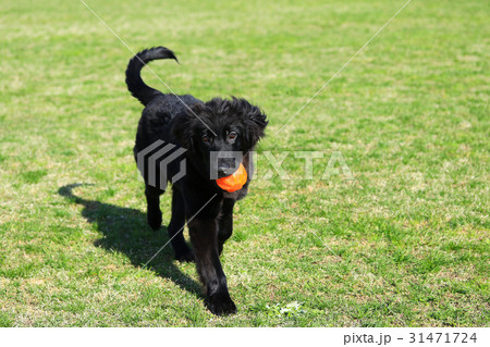 大きな子犬♪ 大きな子犬♪ 31471724