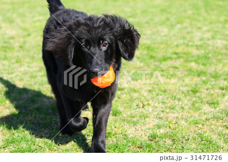 大きな子犬♪ 31471726