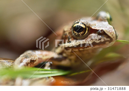 エゾアカガエル エゾアカガエル 31471888
