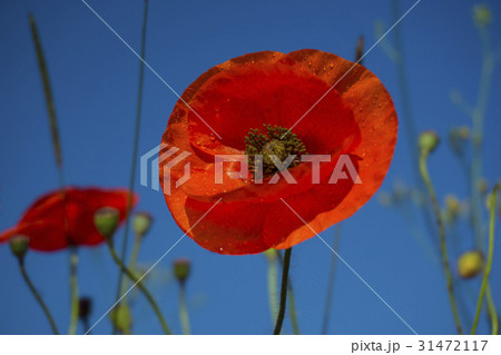 Beautiful field red poppies with selective focus 31472117