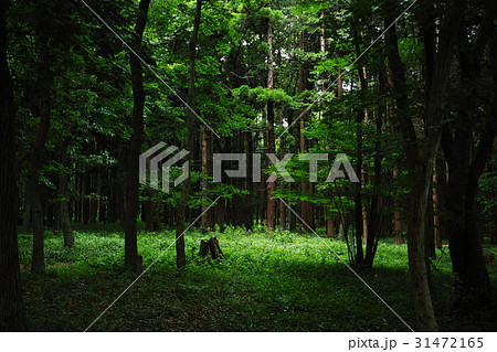 6月の森の風景 6月の森の風景 31472165