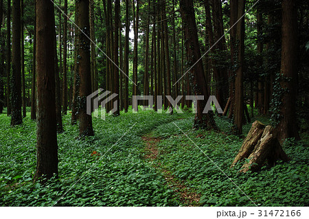 6月の森の風景 31472166