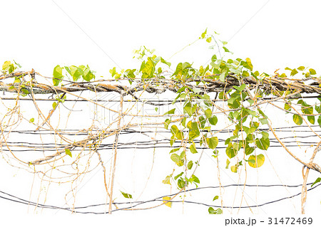 Ivy green with leaf on isolate white background 31472469
