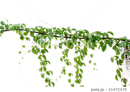 Ivy green with leaf on isolate white background 31472470