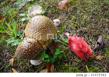 毒きのこイボテングタケ 31472563