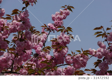 倶利伽羅峠 八重桜祭 31472592