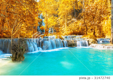 Waterfall in forest, names " Tat Kuang Si Waterfall in forest, names " Tat Kuang Si 31472740