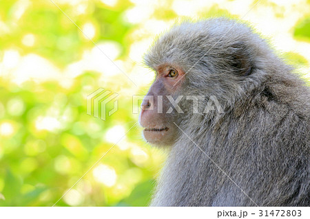 遠くを見つめる野猿 横顔 31472803