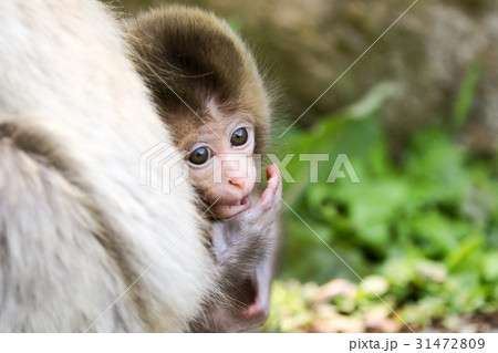 親猿に寄り添う子猿 親猿に寄り添う子猿 31472809