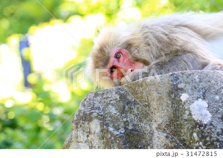横たわる野猿 横たわる野猿 31472815