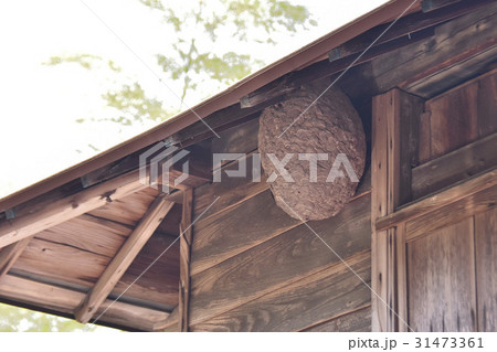 ハチの巣 31473361