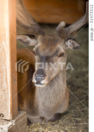 Closeup of male deer lying in paddock at zoo 31473512