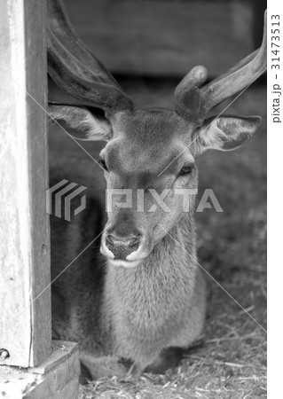 Black and white closeup of deer head with antlers 31473513