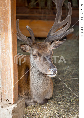 Closeup image of beautiful deer lying at zoo 31473514