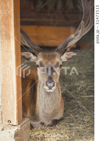 Beautiful deer with big antlers looking at camera 31473515