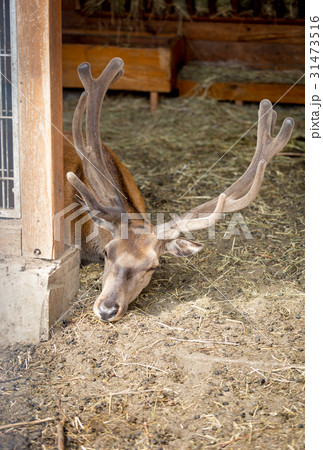 Male deer with long horns lying on hay at zoo 31473516