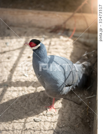 Blue eared pheasant walking at zoo 31473517