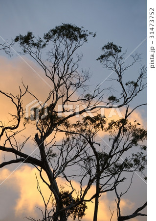 Bare trees silhouettes 31473752