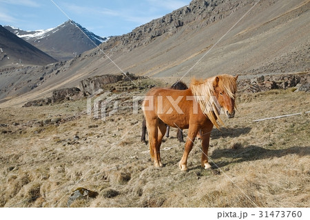Horse grazing on a field 31473760