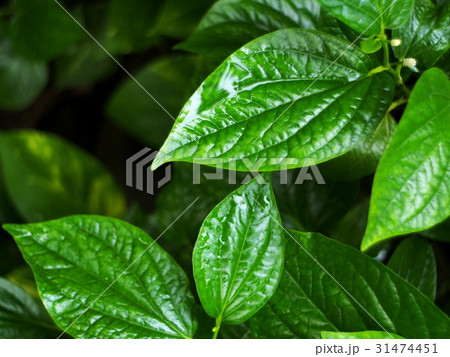 blur background from variety of green plant leaves blur background from variety of green plant leaves 31474451