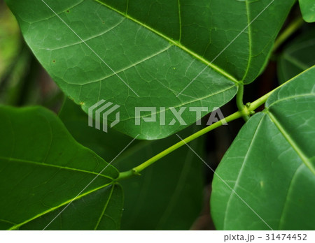 blur background from variety of green plant leaves blur background from variety of green plant leaves 31474452
