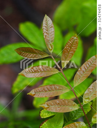 blur background from variety of green plant leaves 31474458